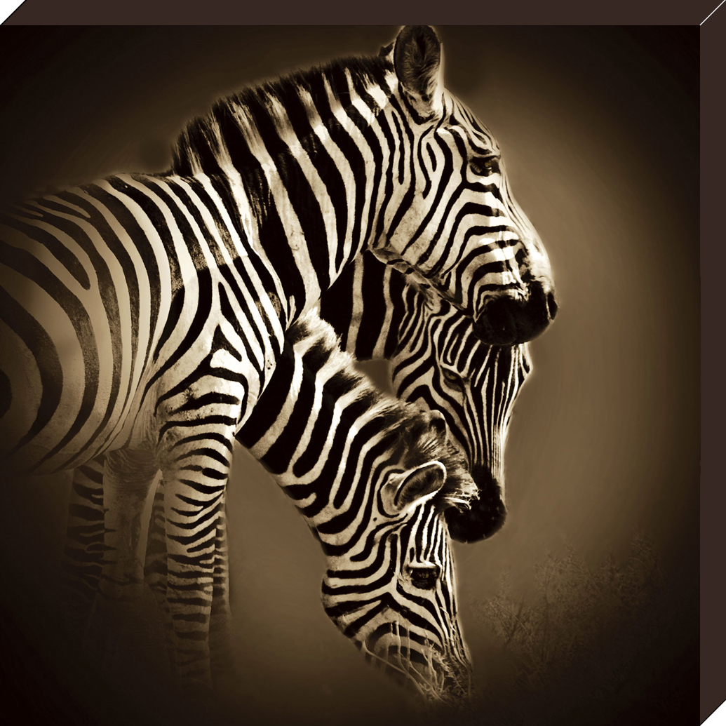 Zebra Zebra
