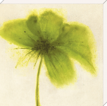 Floral Burst Floral Burst